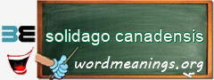 WordMeaning blackboard for solidago canadensis